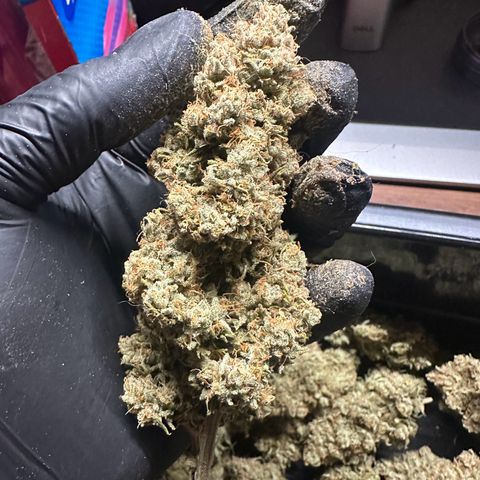 Moby Dick growlog timeline photo