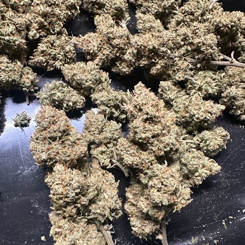 Moby Dick growlog timeline photo