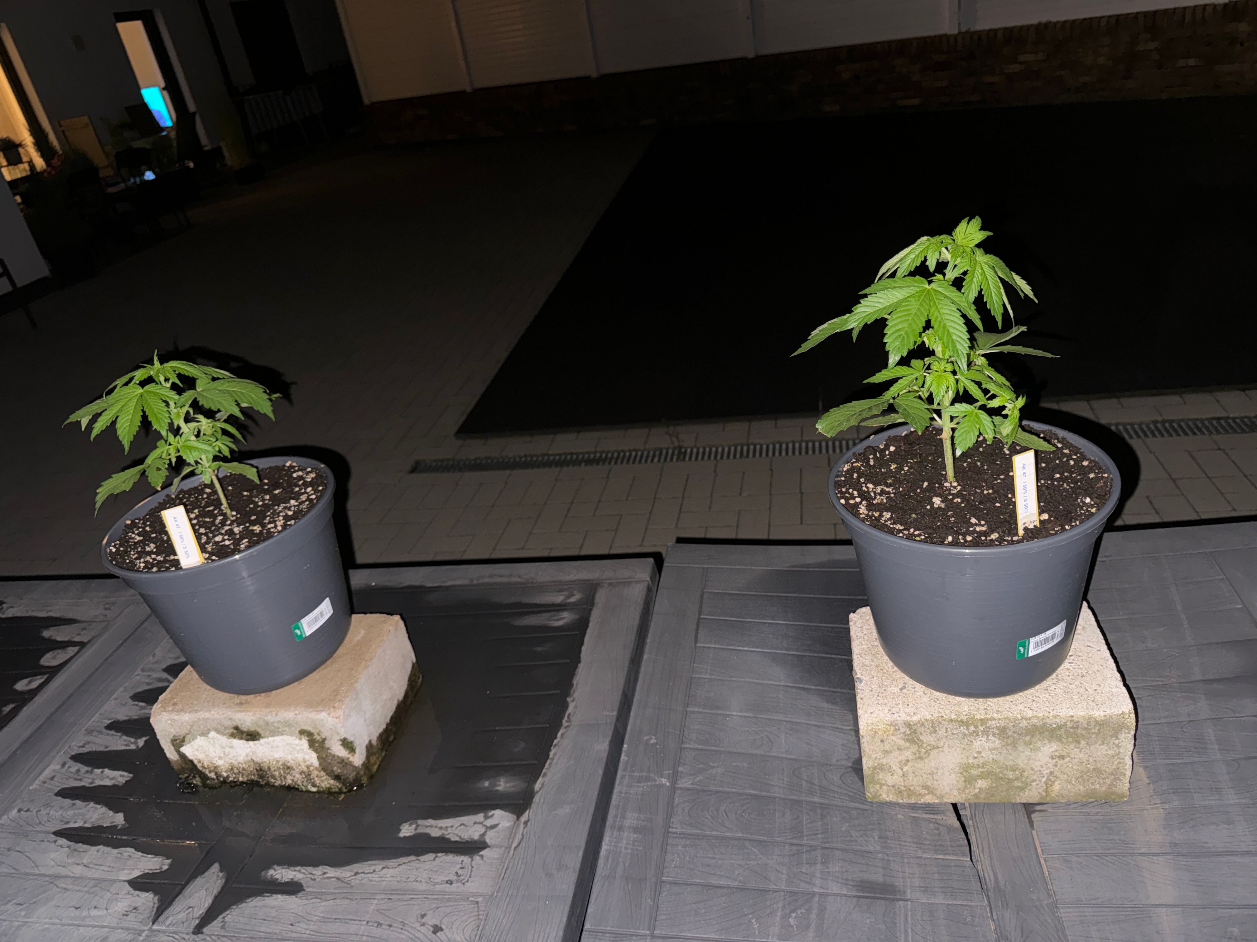 AK 47 Autoflower  growlog header