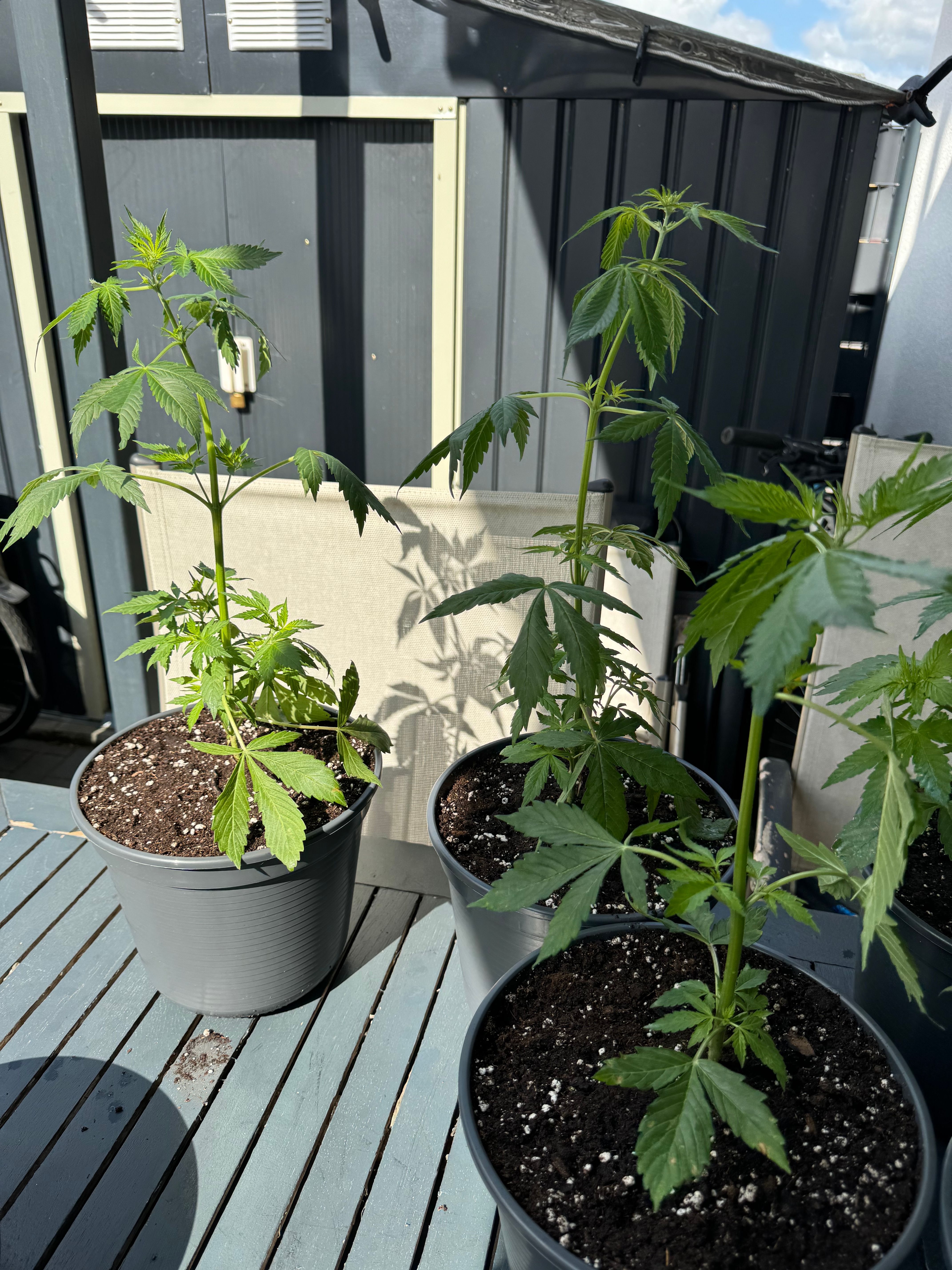 Zkittlez autoflower  growlog header