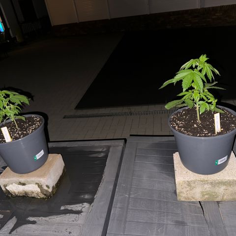 AK 47 Autoflower  growlog photo