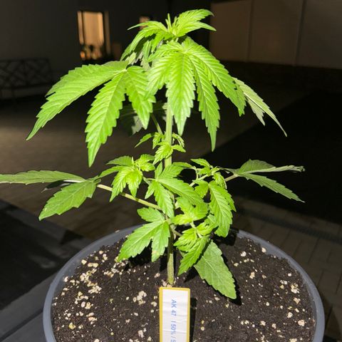 AK 47 Autoflower  growlog photo