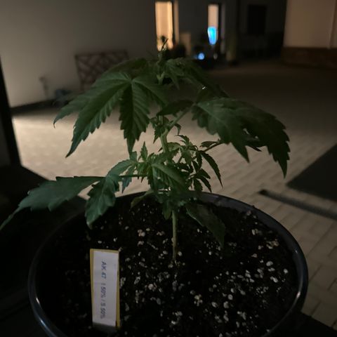 AK 47 Autoflower  growlog photo