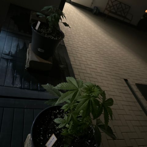 AK 47 Autoflower  growlog photo