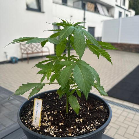 AK 47 Autoflower  growlog timeline photo
