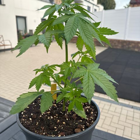 AK 47 Autoflower  growlog timeline photo