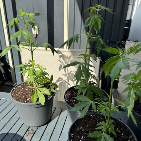 Zkittlez autoflower  growlog photo