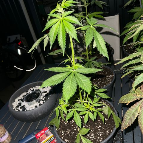 Zkittlez autoflower  growlog photo
