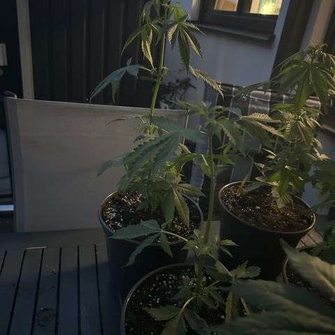 Zkittlez autoflower  growlog photo