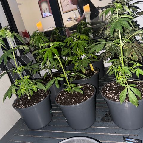 Zkittlez autoflower  growlog photo