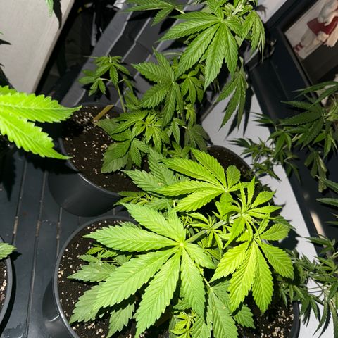 AK 47 Autoflower  growlog timeline photo