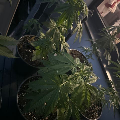 AK 47 Autoflower  growlog timeline photo