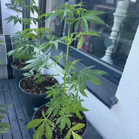 Zkittlez autoflower  growlog timeline photo