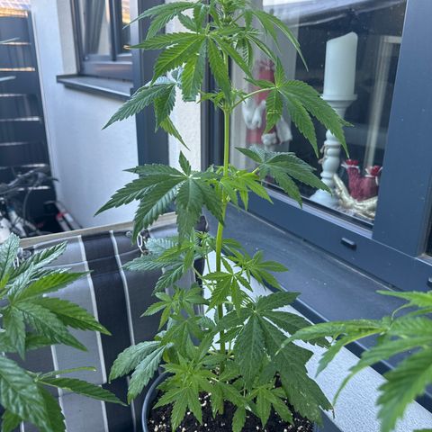Zkittlez autoflower  growlog timeline photo
