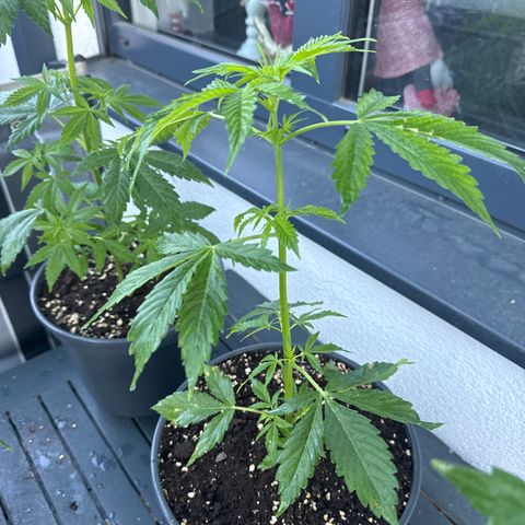 Zkittlez autoflower  growlog timeline photo