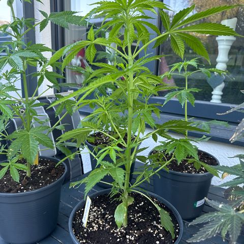 AK 47 Autoflower  growlog timeline photo