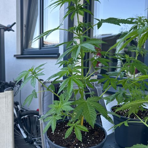 AK 47 Autoflower  growlog timeline photo
