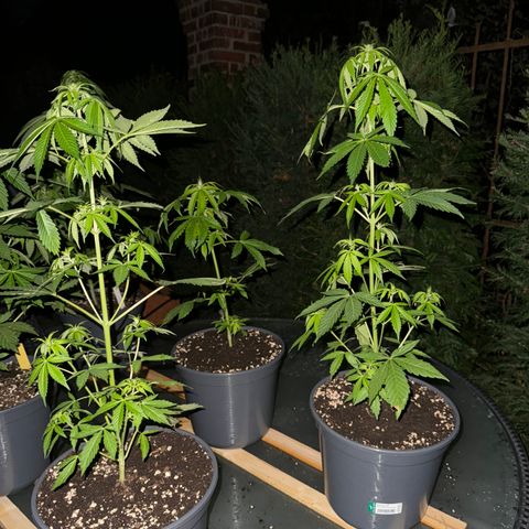 Zkittlez autoflower  growlog timeline photo