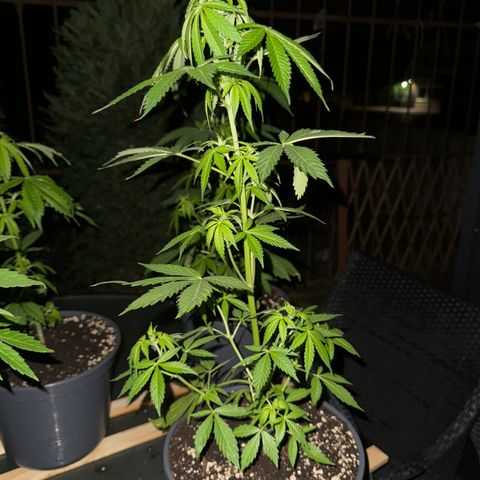 Zkittlez autoflower  growlog timeline photo