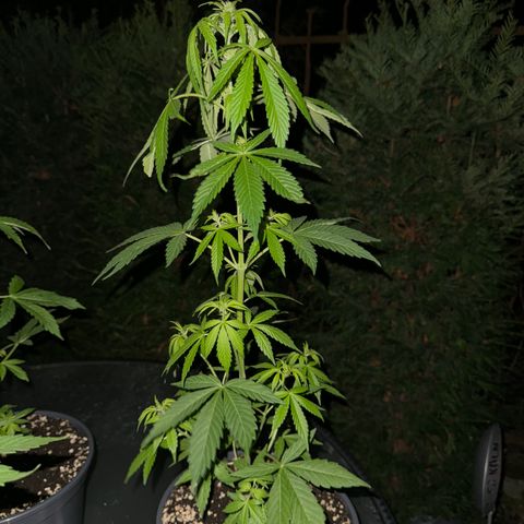 Zkittlez autoflower  growlog timeline photo