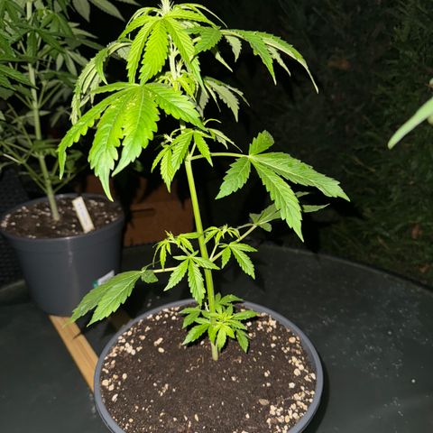 Zkittlez autoflower  growlog timeline photo