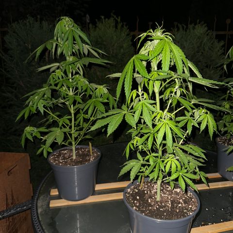 AK 47 Autoflower  growlog timeline photo
