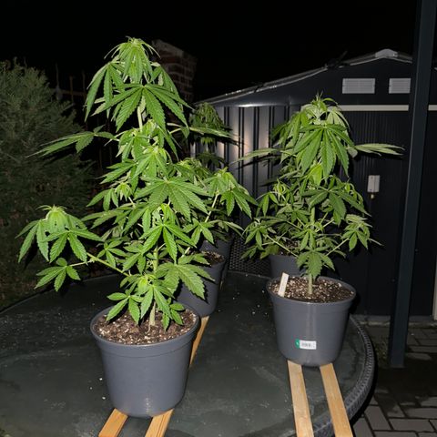 AK 47 Autoflower  growlog timeline photo