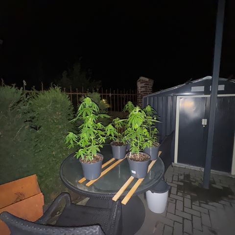 AK 47 Autoflower  growlog timeline photo