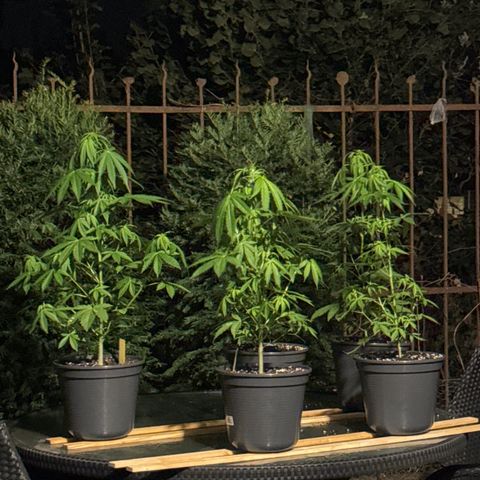 AK 47 Autoflower  growlog timeline photo