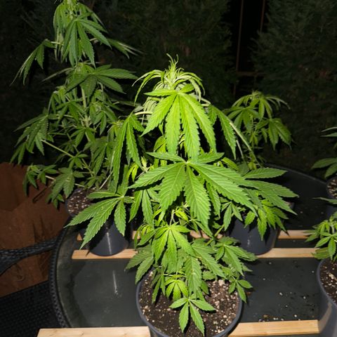 AK 47 Autoflower  growlog timeline photo