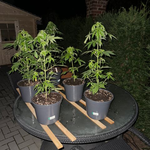 Zkittlez autoflower  growlog timeline photo