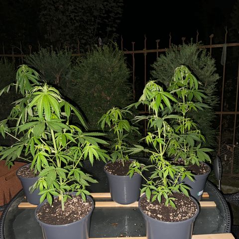 Zkittlez autoflower  growlog timeline photo