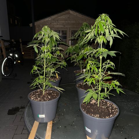 Zkittlez autoflower  growlog timeline photo