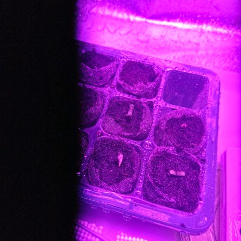 Mix de semillas Poison Seeds growlog photo: Se pasa al Jiffy y al Mini invernadero