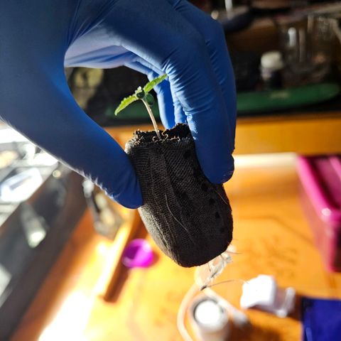 Mix de semillas Poison Seeds growlog photo: Transplante a Macetas de 11 lts