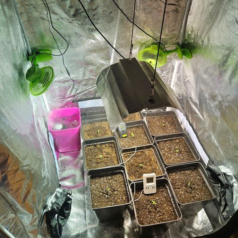 Mix de semillas Poison Seeds growlog photo: Transplante a Macetas de 11 lts