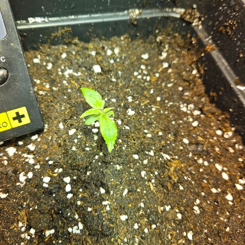 Mix de semillas Poison Seeds growlog photo: Transplante a Macetas de 11 lts