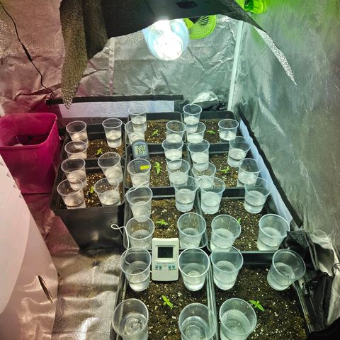 Mix de semillas Poison Seeds growlog photo: Control de humedad 