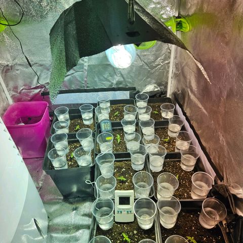 Mix de semillas Poison Seeds growlog photo: Control de humedad 