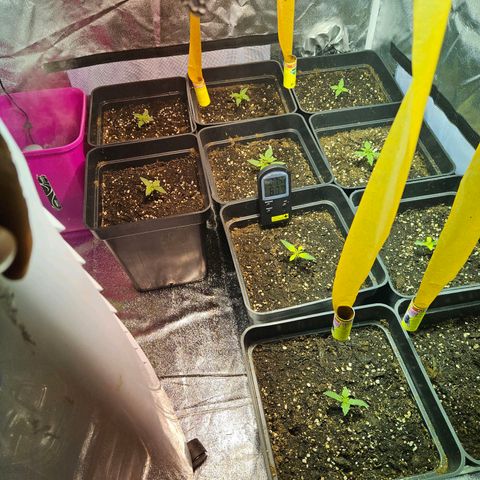 Mix de semillas Poison Seeds growlog photo: Aplicación de Aceite de Neem, Jabón Potásico y Top Barrier.