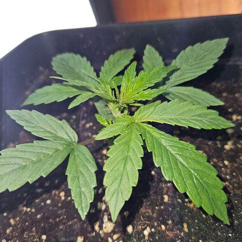 Mix de semillas Poison Seeds growlog photo: Seguimiento, Vegetativo