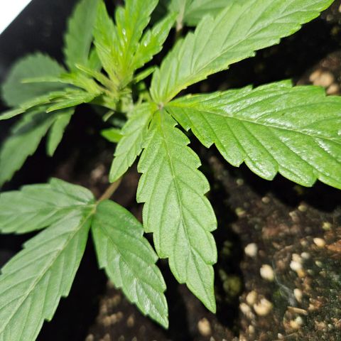 Mix de semillas Poison Seeds growlog photo: Seguimiento, Vegetativo