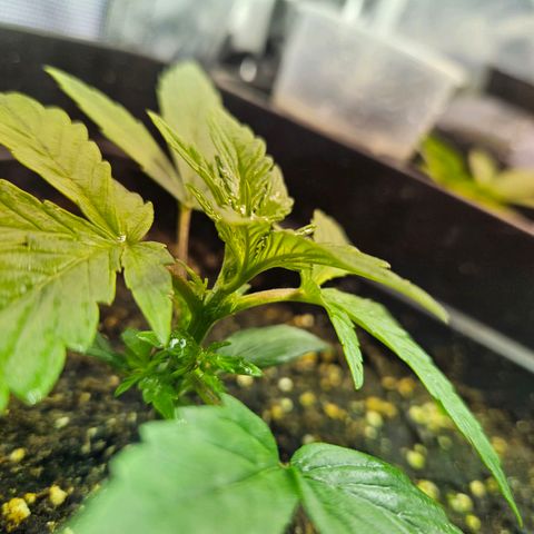 Mix de semillas Poison Seeds growlog photo: Seguimiento, Vegetativo