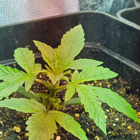 Mix de semillas Poison Seeds growlog photo: Seguimiento, Vegetativo