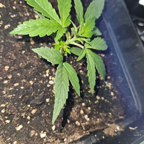 Mix de semillas Poison Seeds growlog photo: Seguimiento, Vegetativo
