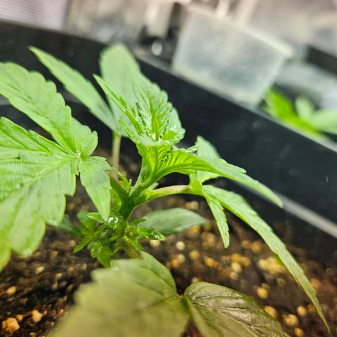 Mix de semillas Poison Seeds growlog photo: Seguimiento, Vegetativo