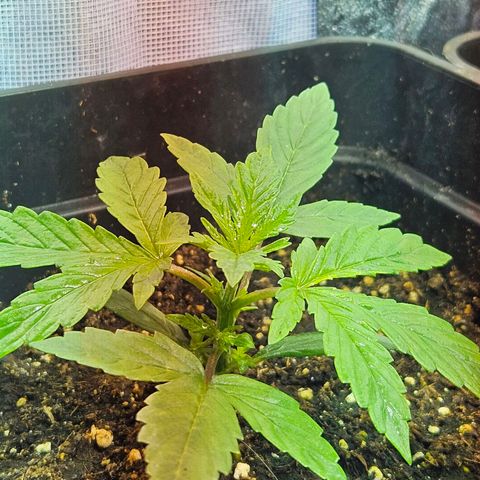 Mix de semillas Poison Seeds growlog photo: Seguimiento, Vegetativo