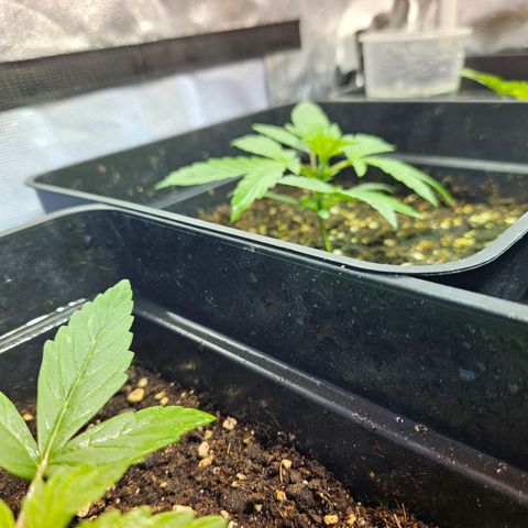 Mix de semillas Poison Seeds growlog photo: Seguimiento, Vegetativo