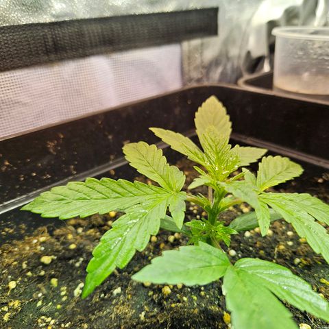 Mix de semillas Poison Seeds growlog photo: Seguimiento, Vegetativo