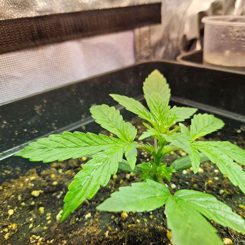 Mix de semillas Poison Seeds growlog photo: Seguimiento, Vegetativo